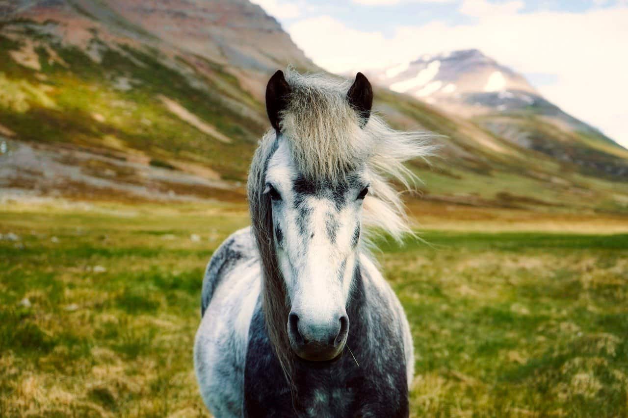 An Icelandic Horse