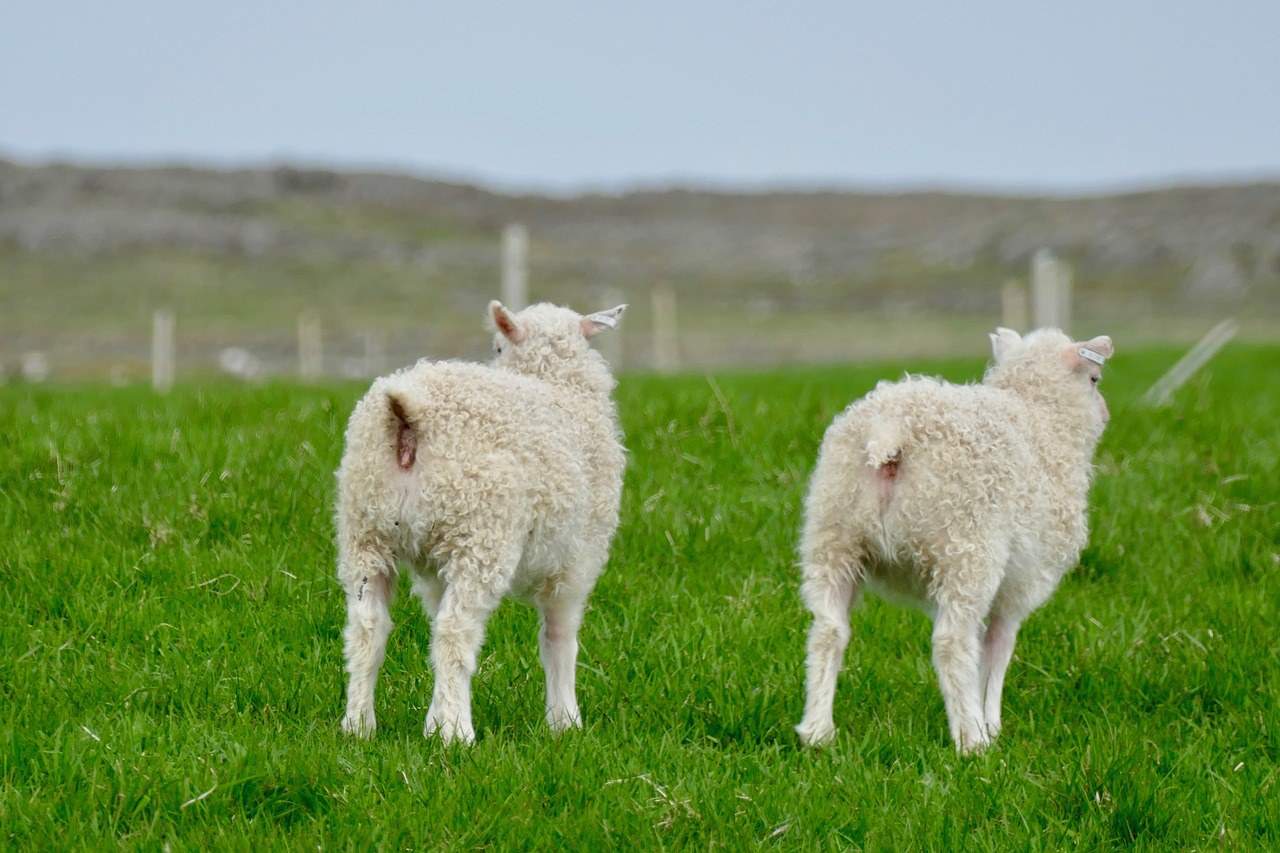 Small lambs in an Icelandic field