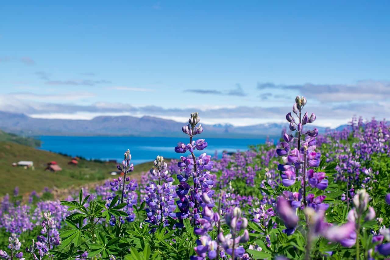Lupins in Iceland