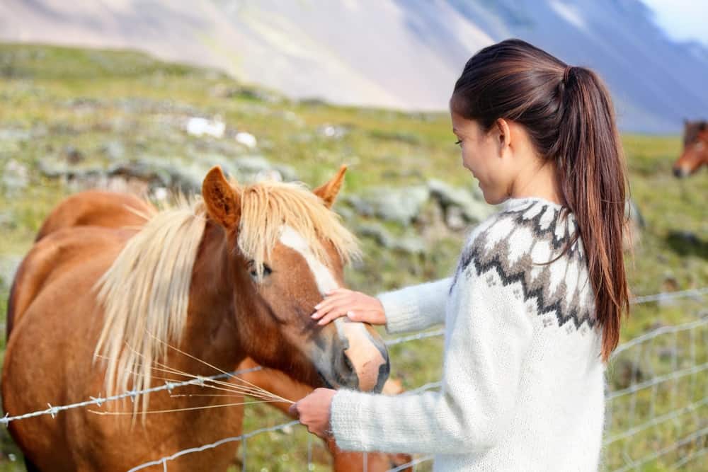 Girl and Icelandic Horse in Summer in Iceland